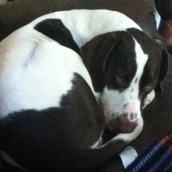 Meet your Posher, Max - Picture 1 of 1